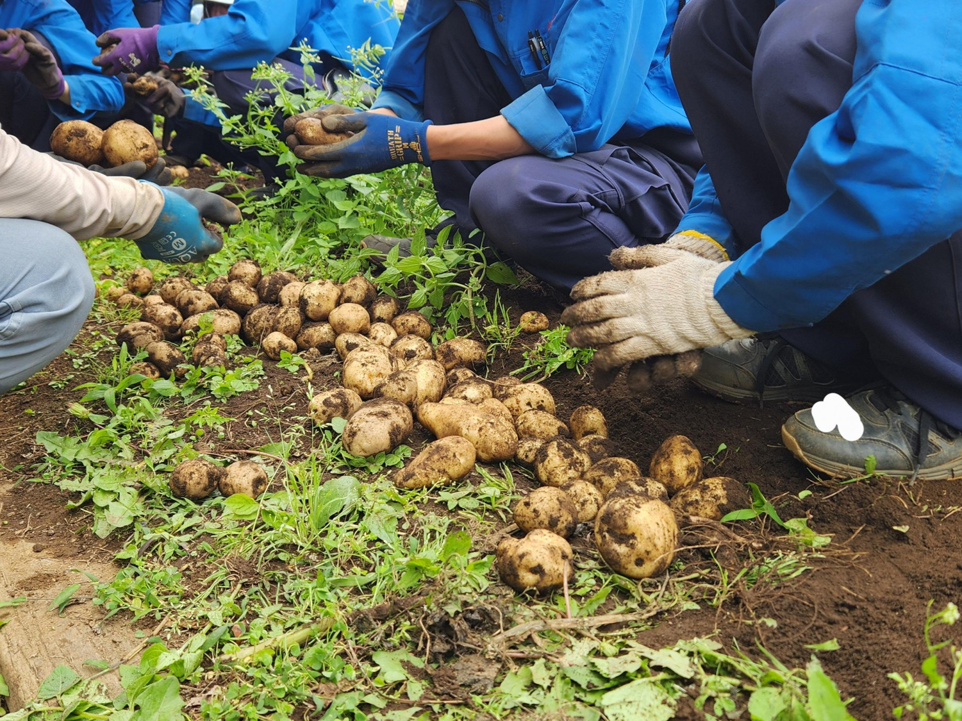 教材になる植物 1 校内編 学校園芸百科 (7)